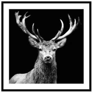 STAG FRAMED PRINT