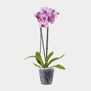 Stewart Clear Pot 16cm